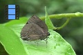 Scene 09_Metal Blue Lychaenidae on Leaf 3 closeup